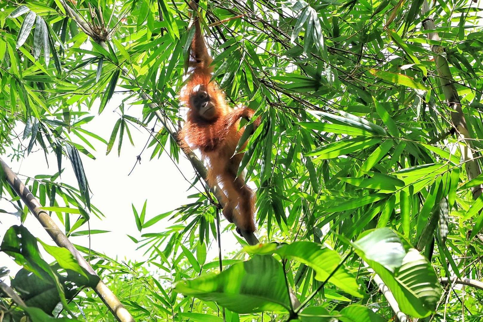 Tropical Jungle Lodge & Jungle Trekking Bukit Lawang Exteriör bild