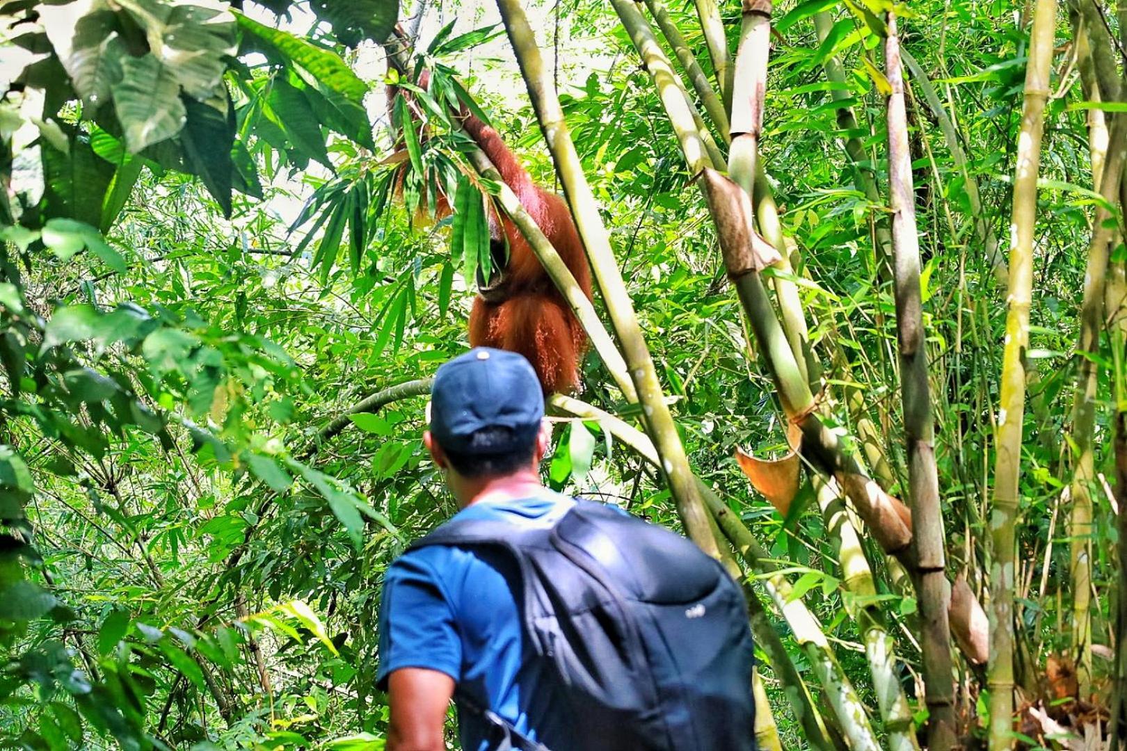 Tropical Jungle Lodge & Jungle Trekking Bukit Lawang Exteriör bild