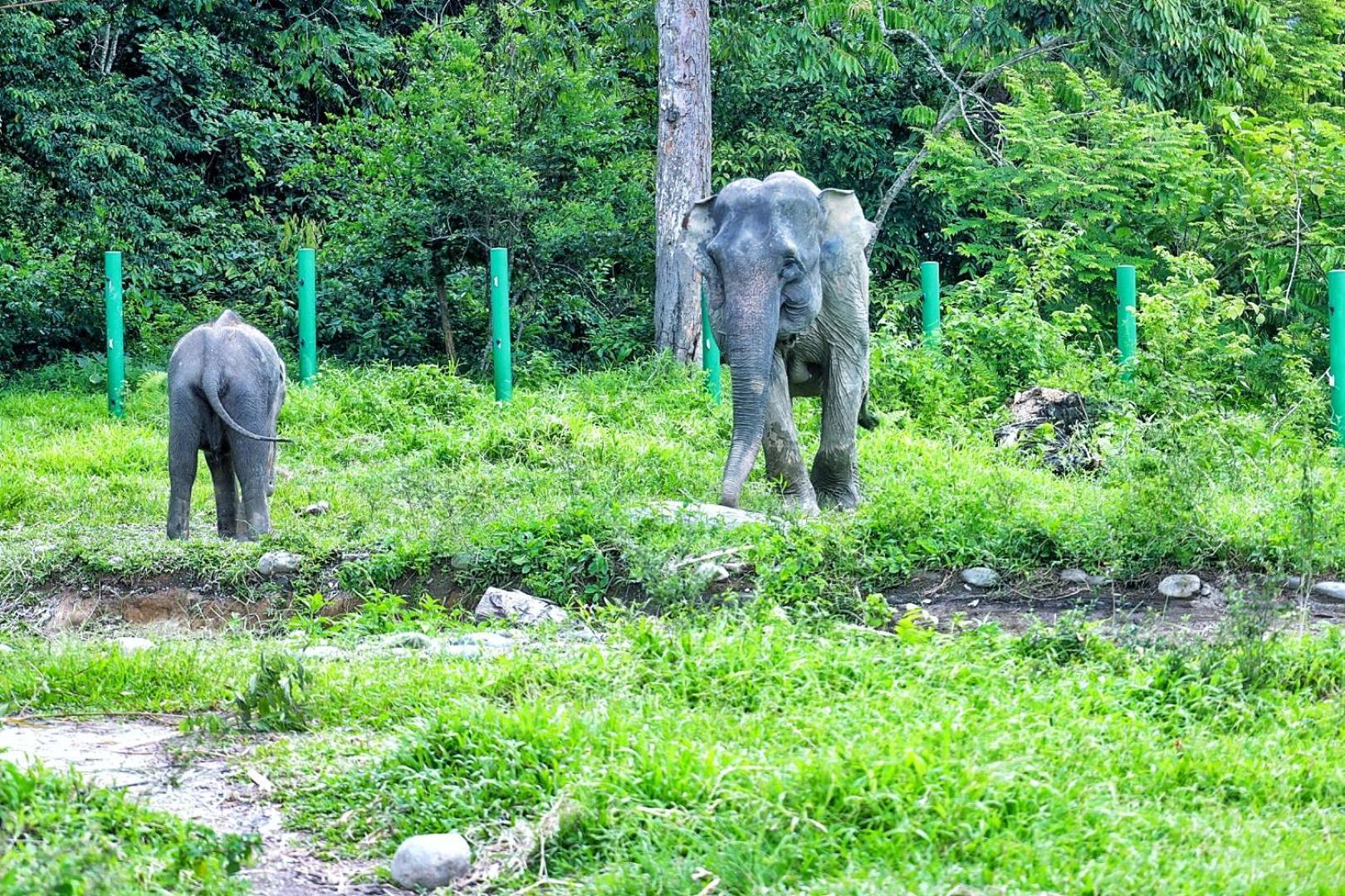 Tropical Jungle Lodge & Jungle Trekking Bukit Lawang Exteriör bild