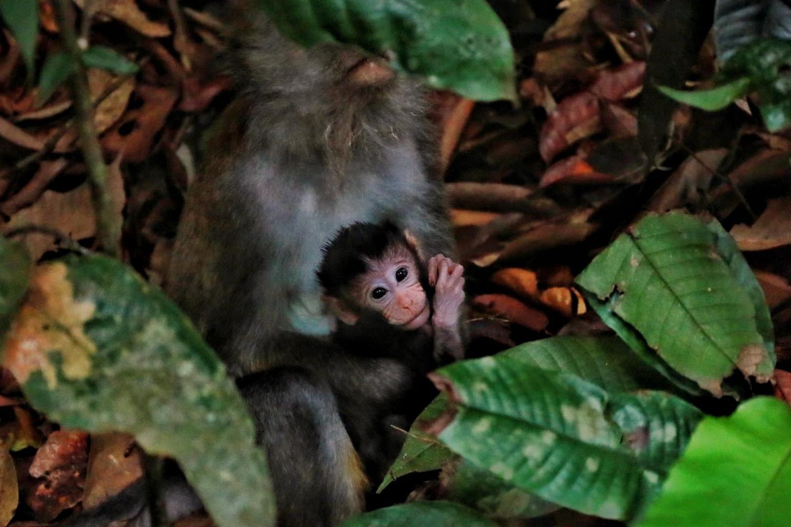 Tropical Jungle Lodge & Jungle Trekking Bukit Lawang Exteriör bild